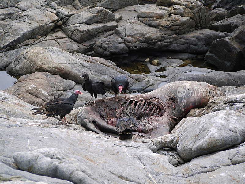 在智利El Pangue的太平洋海岸，秃鹫鹫正在吃猎物海豹的尸体
